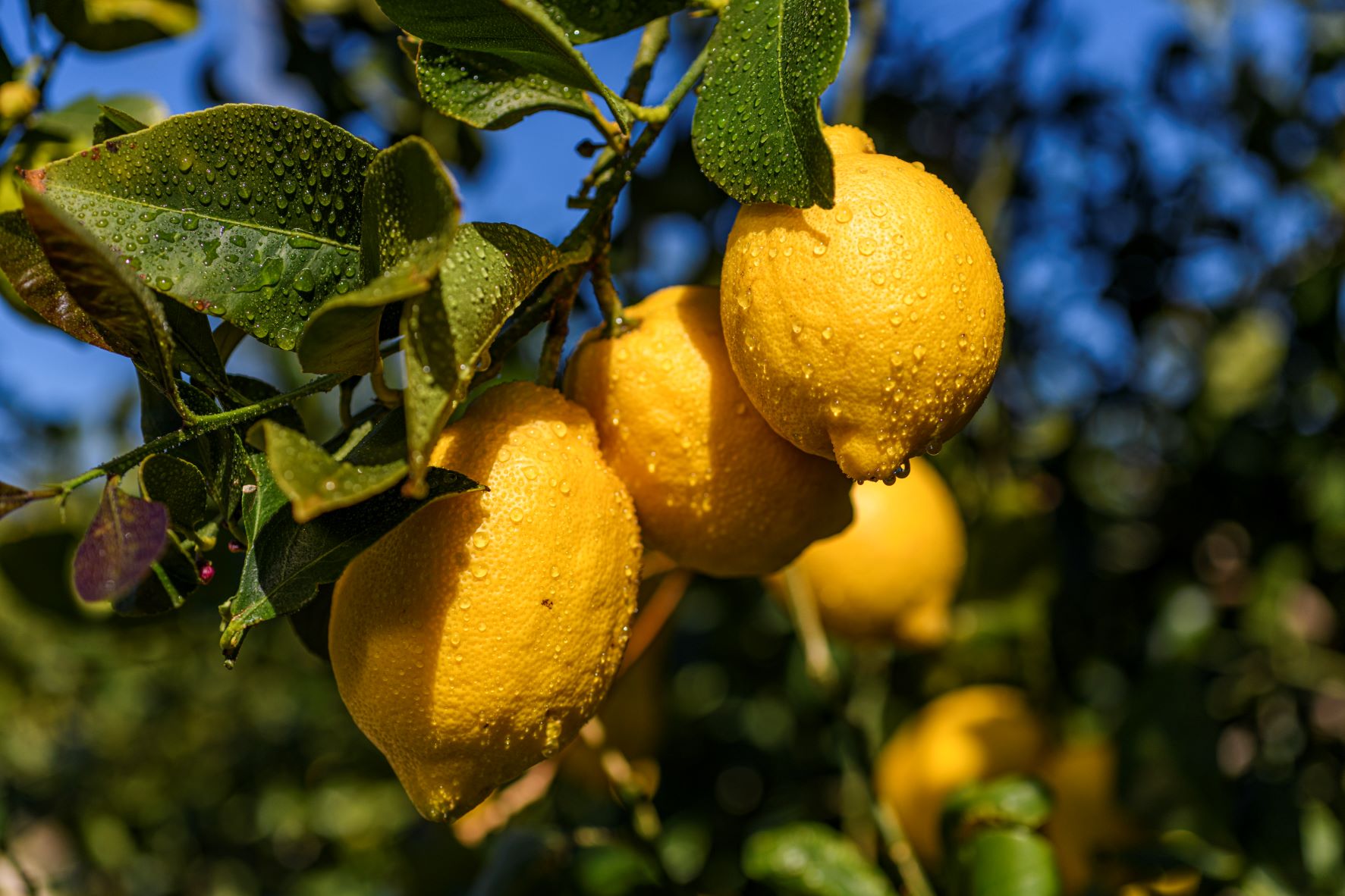 limones